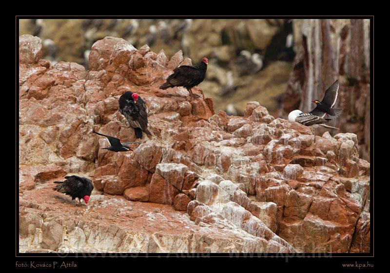 Ballestas Islands 035.jpg